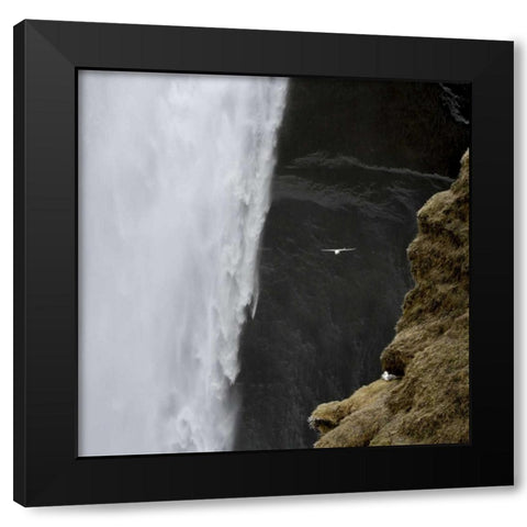 Iceland Seagull flies past Skogafoss waterfall Black Modern Wood Framed Art Print with Double Matting by Young, Bill