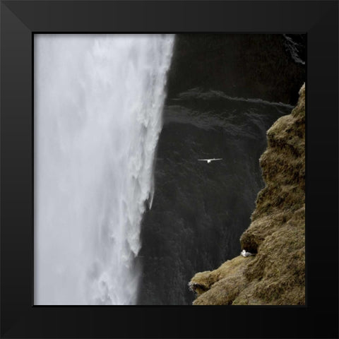 Iceland Seagull flies past Skogafoss waterfall Black Modern Wood Framed Art Print by Young, Bill