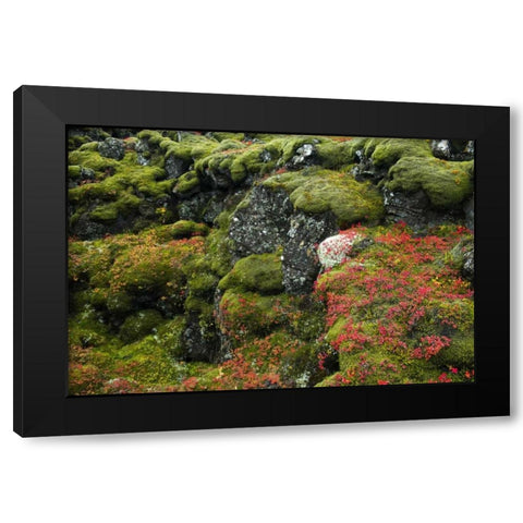 Iceland, Pingvellir NP Moss-covered rocks Black Modern Wood Framed Art Print by Kirkland, Dennis