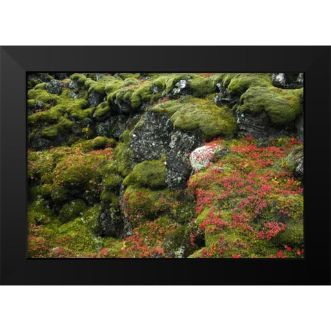 Iceland, Pingvellir NP Moss-covered rocks Black Modern Wood Framed Art Print by Kirkland, Dennis