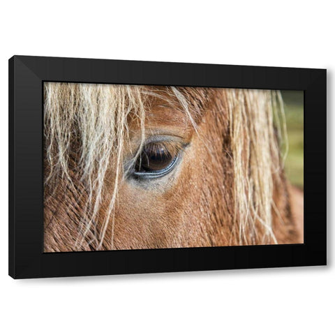 Iceland Of eye and head of Icelandic horse Black Modern Wood Framed Art Print with Double Matting by Kirkland, Dennis