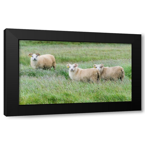 Sheep on the meadow-Iceland Black Modern Wood Framed Art Print with Double Matting by Su, Keren