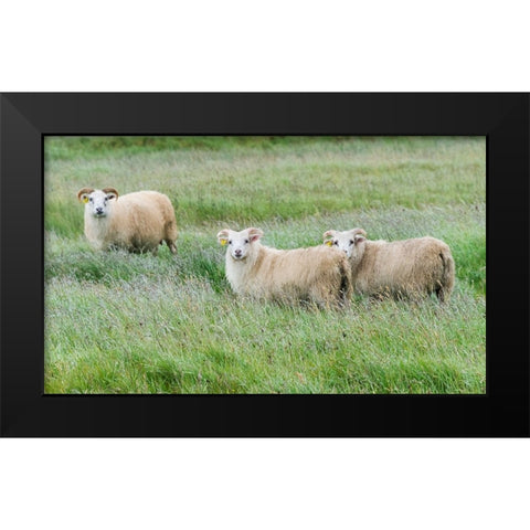 Sheep on the meadow-Iceland Black Modern Wood Framed Art Print by Su, Keren