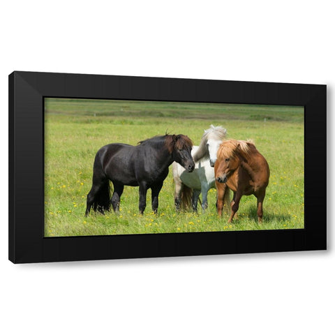 Horses on the ranch-south Iceland Black Modern Wood Framed Art Print with Double Matting by Su, Keren