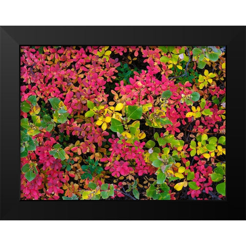 Colorful autumn forest at Lake Myvatn. Europe- Iceland Black Modern Wood Framed Art Print by Zwick, Martin