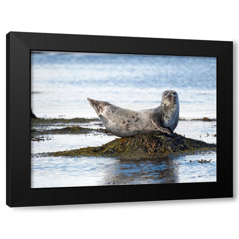 Harbor Seal near Djupavik in Iceland.-Strandir. Europe- Iceland Black Modern Wood Framed Art Print with Double Matting by Zwick, Martin