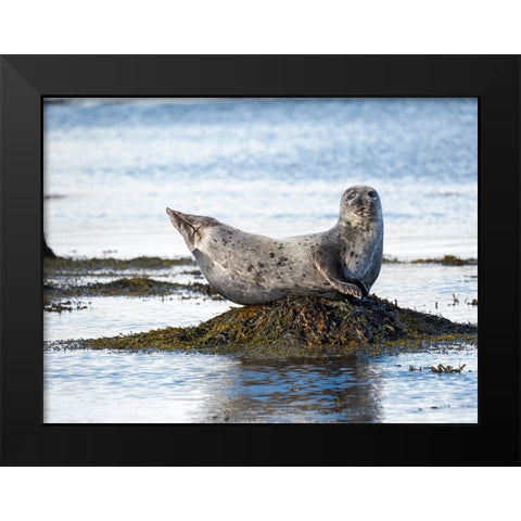 Harbor Seal near Djupavik in Iceland.-Strandir. Europe- Iceland Black Modern Wood Framed Art Print by Zwick, Martin