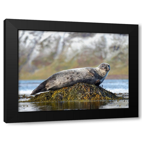 Harbor Seal near Djupavik in Iceland.-Strandir. Europe- Iceland Black Modern Wood Framed Art Print by Zwick, Martin