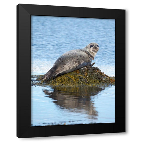 Harbor Seal near Djupavik in Iceland.-Strandir. Europe- Iceland Black Modern Wood Framed Art Print with Double Matting by Zwick, Martin