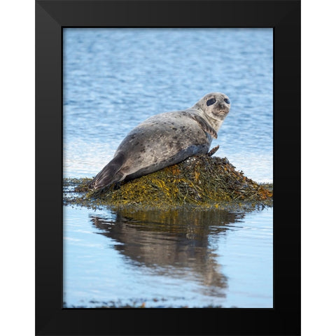 Harbor Seal near Djupavik in Iceland.-Strandir. Europe- Iceland Black Modern Wood Framed Art Print by Zwick, Martin
