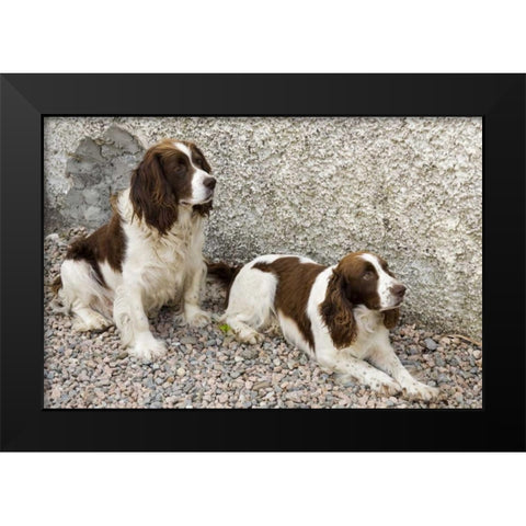 Ireland, Donegal Two Springer spaniel dogs Black Modern Wood Framed Art Print by Kaveney, Wendy