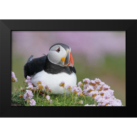 Ireland, Saltee Isl Atlantic puffin and flowers Black Modern Wood Framed Art Print by Morris, Arthur