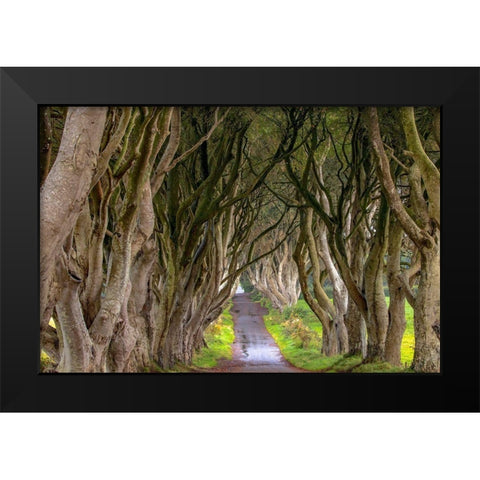 The Dark Hedges in Northern Ireland Black Modern Wood Framed Art Print by Haney, Chuck