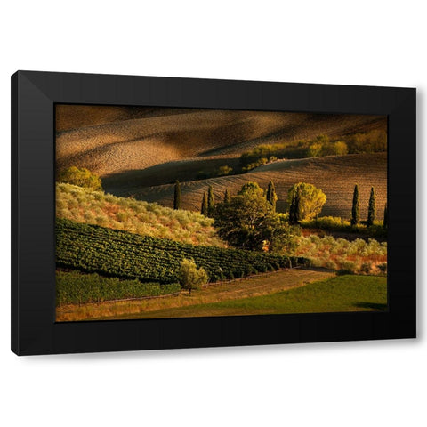 Afternoon light on vineyard and olive trees-Tuscany region of Italy Black Modern Wood Framed Art Print by Jones, Adam