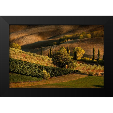 Afternoon light on vineyard and olive trees-Tuscany region of Italy Black Modern Wood Framed Art Print by Jones, Adam