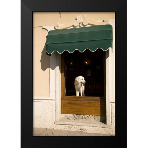 Italy, Cinque Terre, Monterosso A white dog Black Modern Wood Framed Art Print by Kaveney, Wendy