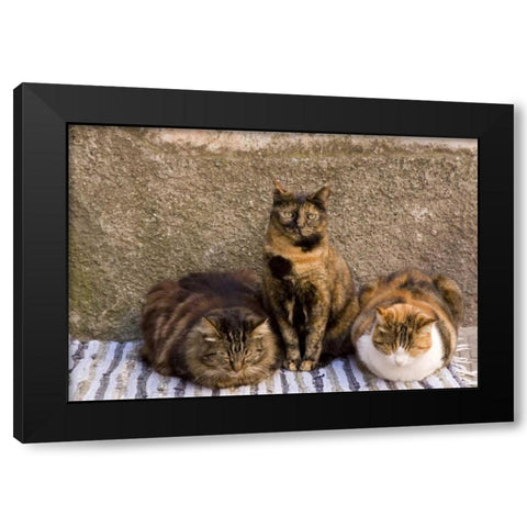 Italy, Vernazza Three cats beside building wall Black Modern Wood Framed Art Print by Kaveney, Wendy