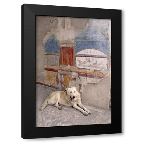 Italy, Campania, Pompeii A stray dog and fresco Black Modern Wood Framed Art Print with Double Matting by Kaveney, Wendy