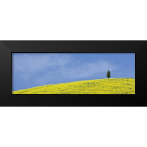 Italy, Tuscany Lone cypress tree grows on a hill Black Modern Wood Framed Art Print by Flaherty, Dennis