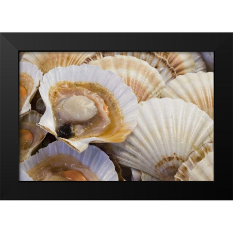 Italy, Venice Fresh scallops in their shell Black Modern Wood Framed Art Print by Kaveney, Wendy