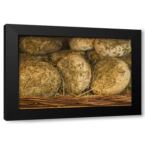 Italy, Tuscany Cheese being seasoned in hay Black Modern Wood Framed Art Print by Flaherty, Dennis