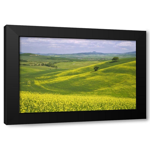 Italy, Tuscany Canola plants in the Val dOrcia Black Modern Wood Framed Art Print by Flaherty, Dennis