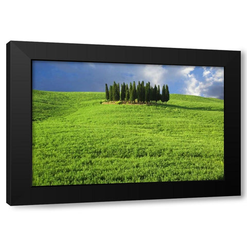 Italy, Tuscany Group of cypress trees Black Modern Wood Framed Art Print with Double Matting by Flaherty, Dennis