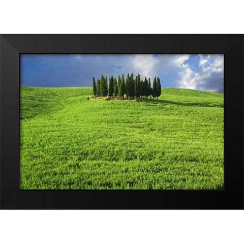 Italy, Tuscany Group of cypress trees Black Modern Wood Framed Art Print by Flaherty, Dennis