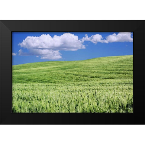 Italy, Tuscany Landscape of a wheat field Black Modern Wood Framed Art Print by Flaherty, Dennis