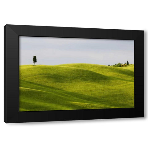 Italy, Tuscany Cypress tree and wheat fields Black Modern Wood Framed Art Print by Bush, Marie