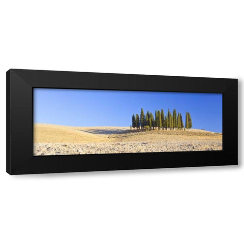 Italy, Tuscany Cypress grove panoramic Black Modern Wood Framed Art Print by Delisle, Gilles