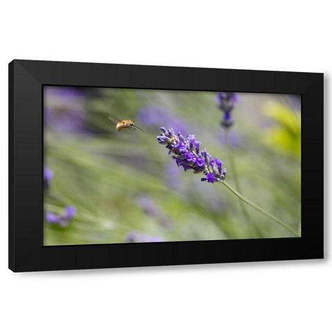 Italy, Tuscany Bee fly and lavender flower Black Modern Wood Framed Art Print by Delisle, Gilles