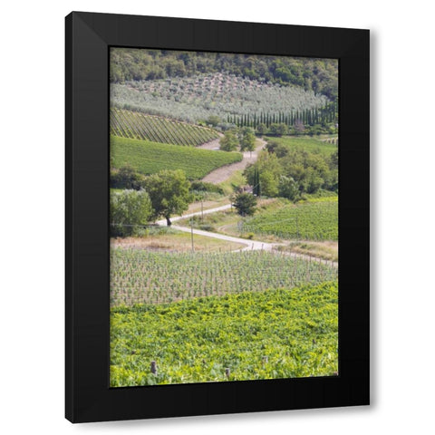 Italy, Radda Winery vineyards and olive groves Black Modern Wood Framed Art Print with Double Matting by Delisle, Gilles