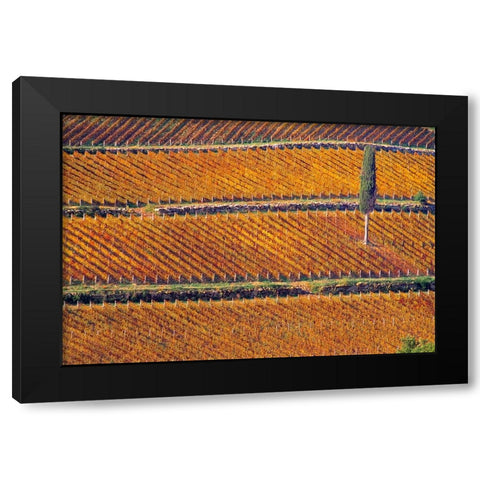 Europe-Italy-Tuscany-Vineyard in fall color and cypress tree Black Modern Wood Framed Art Print with Double Matting by Jaynes Gallery
