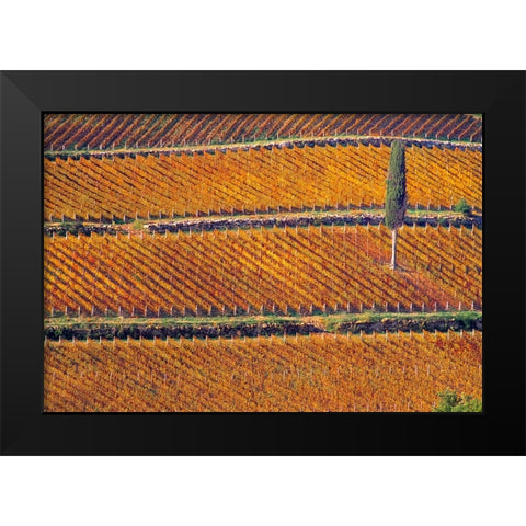 Europe-Italy-Tuscany-Vineyard in fall color and cypress tree Black Modern Wood Framed Art Print by Jaynes Gallery