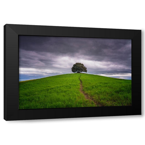 Europe-Italy-Tuscany-Val d Orcia-Trail to lone tree in farmland Black Modern Wood Framed Art Print by Jaynes Gallery