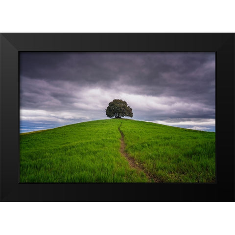 Europe-Italy-Tuscany-Val d Orcia-Trail to lone tree in farmland Black Modern Wood Framed Art Print by Jaynes Gallery