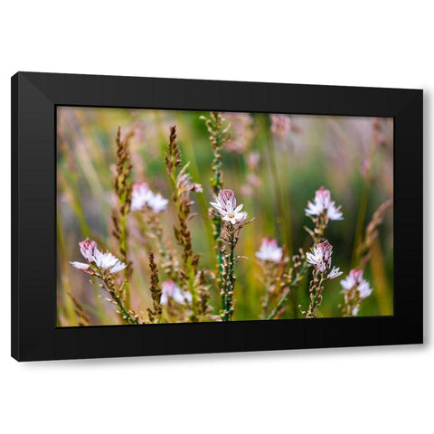Messina Province-Caronia Wild flowers in a field near the medieval town of Caronia Black Modern Wood Framed Art Print by Wilson, Emily