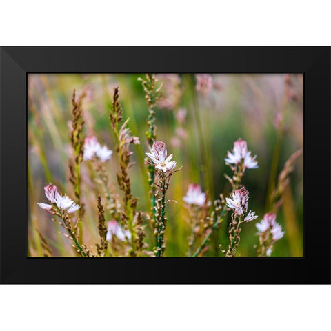 Messina Province-Caronia Wild flowers in a field near the medieval town of Caronia Black Modern Wood Framed Art Print by Wilson, Emily