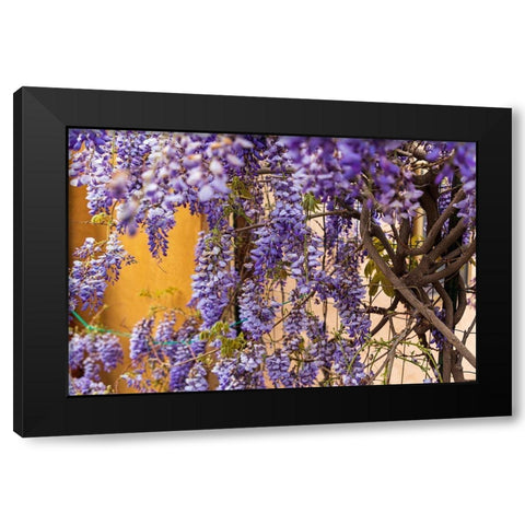 Messina Province-Tripi Wisteria flowers hanging in the medieval hilltop town of Tripi Black Modern Wood Framed Art Print by Wilson, Emily