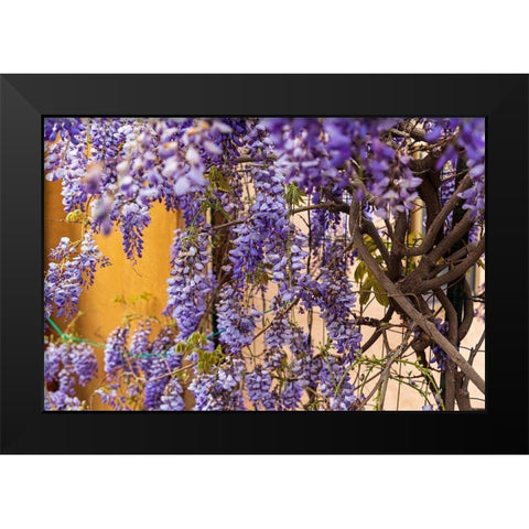 Messina Province-Tripi Wisteria flowers hanging in the medieval hilltop town of Tripi Black Modern Wood Framed Art Print by Wilson, Emily