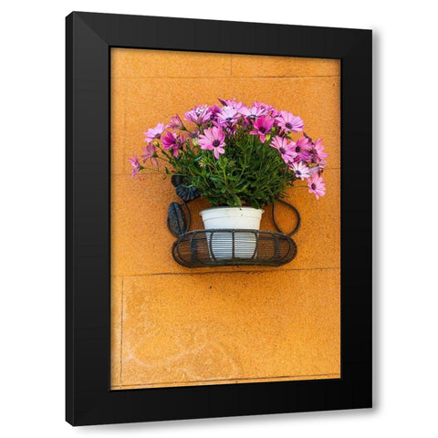 Trapani Province-Erice A pot of African Daisy flowers on wall in the ancient hill town of Erice Black Modern Wood Framed Art Print with Double Matting by Wilson, Emily