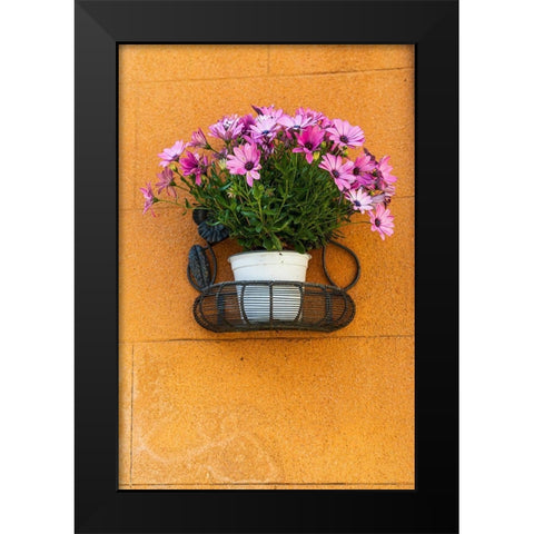 Trapani Province-Erice A pot of African Daisy flowers on wall in the ancient hill town of Erice Black Modern Wood Framed Art Print by Wilson, Emily