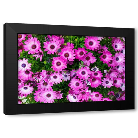 Trapani Province-Erice African Daisies in the ancient hill town of Erice Black Modern Wood Framed Art Print with Double Matting by Wilson, Emily