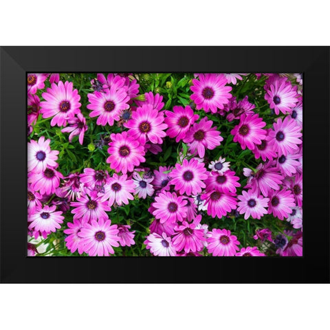 Trapani Province-Erice African Daisies in the ancient hill town of Erice Black Modern Wood Framed Art Print by Wilson, Emily