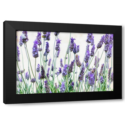 Lavender flowers on a white background Black Modern Wood Framed Art Print with Double Matting by Wilson, Emily