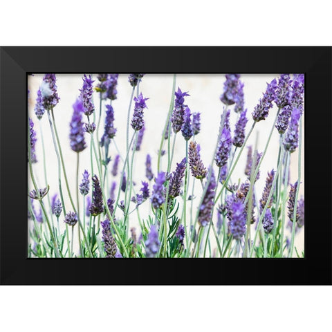 Lavender flowers on a white background Black Modern Wood Framed Art Print by Wilson, Emily
