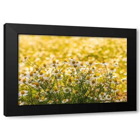 Field of chamomile Black Modern Wood Framed Art Print by Wilson, Emily