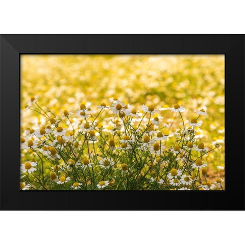Field of chamomile Black Modern Wood Framed Art Print by Wilson, Emily