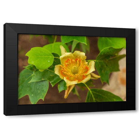 Italy-Apulia Yellow flower showing petals-stamen-and pistil Black Modern Wood Framed Art Print by Wilson, Emily